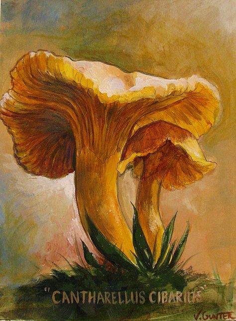 Chanterelle Mushroom Tattoo, Mushroom Oil Painting, Fungi Painting, Biological Illustration, Fungi Illustration, Chanterelle Mushrooms, Fungi Art, Mushroom Paint, Paint Illustration