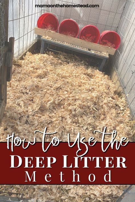 Chicken Deep Litter Method, Daily Chicken Chores, Deep Bedding Chicken Coop, Chicken Run In Winter, Deep Litter Chicken Coop, Winter Coop For Chickens, Deep Litter Method Chicken Coop, How To Keep Chickens Warm In Winter, Keeping Chickens Warm In Winter