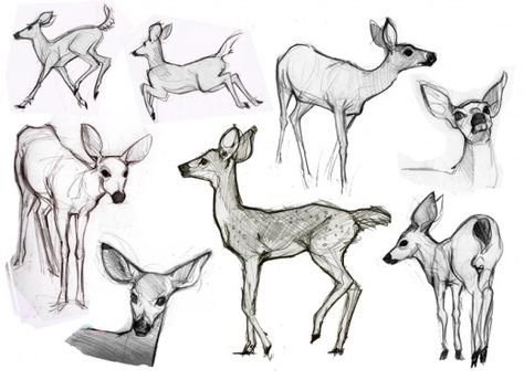 ...And allow you to refine your drawings into believable animals. Deer Sketch, Animal Line Drawings, Deer Drawing, Animal Reference, Drawing Eyes, Drawing Animals, Animal Study, Anatomy Sketches, Orthodox Icon