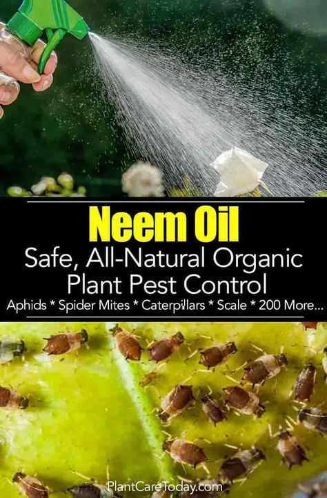 Neem oil for plants is an effective natural organic insect repellent general purpose insecticide, miticide, and fungicide. Insects HATE Neem Oil sprays. [LEARN MORE] Plant Pest Control, Neem Oil For Plants, Pesticides For Plants, Organic Gardening Pest Control, Natural Pesticides, Insect Spray, Organic Pesticide, Plant Pests, Natural Pest Control