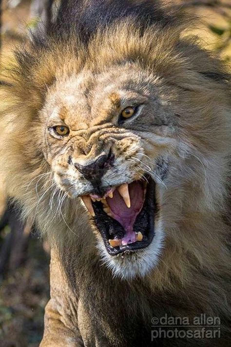 An African Male Lion Releasing a Fierce Roar. Panthera Leo, Lion Photography, Lions Photos, Lion And Lioness, Lion Love, Lion Wallpaper, Lion Images, Male Lion, Lion Pictures