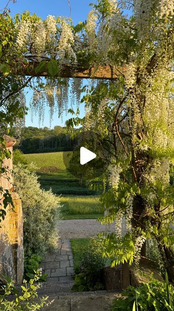 Gravetye Manor on Instagram: "The beautiful cascading white flowers of Wisteria Shiro-Noda 🤍 in full bloom on the Flower Garden pergola at Gravetye this week. Truly like a fairy-tale 🤍  #gravetyemanor #wisteria #wisteriashironoda #sussex #relaischateaux #pobhotels #gravetyemanorgarden" White Wisteria Pergola, Wisteria Trellis, Wisteria Arbor, Gravetye Manor, Wisteria Pergola, Garden Pergola, Wisteria Tree, White Wisteria, Garden Trees