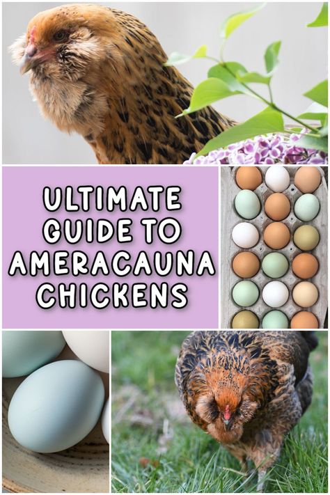 Ameraucana Chickens: The Ultimate Guide to This Blue-Egg Layer Blue Egg Laying Chickens, Ameraucana Chicken Eggs, Americauna Chickens, Joseph Craft, Blue Chicken Eggs, Joseph Crafts, Roosting Bars, Ameraucana Chicken, Araucana Chickens