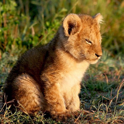 Lion Drawings, Tattoo Lion, Lion Drawing, Beautiful Lion, King Lion, Masai Mara, Cute Lion, Lion Cub, Baby Lion