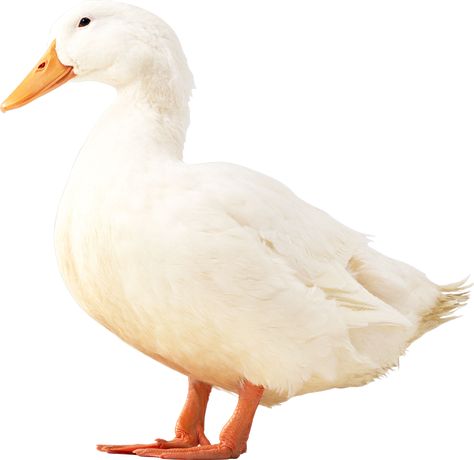 Duck Images, Duck Feed, Animal Pictures For Kids, Duck Png, Aquatic Birds, Dog Wheelchair, Duck Pictures, Duck Photo, Duck Cartoon