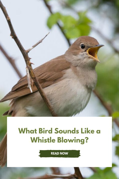 Enhance your bird-watching experience by learning what bird sounds like a whistle! Discover other common bird calls with our expert guide. #BirdSounds #BirdCalls #BirdWatching #BirdIdentification Male Duck, Make A Bird, Bird Sounds, How To Whistle Loud, Bird Facts, Bird Identification, Cedar Waxwing, What Is A Bird, Bird Calls