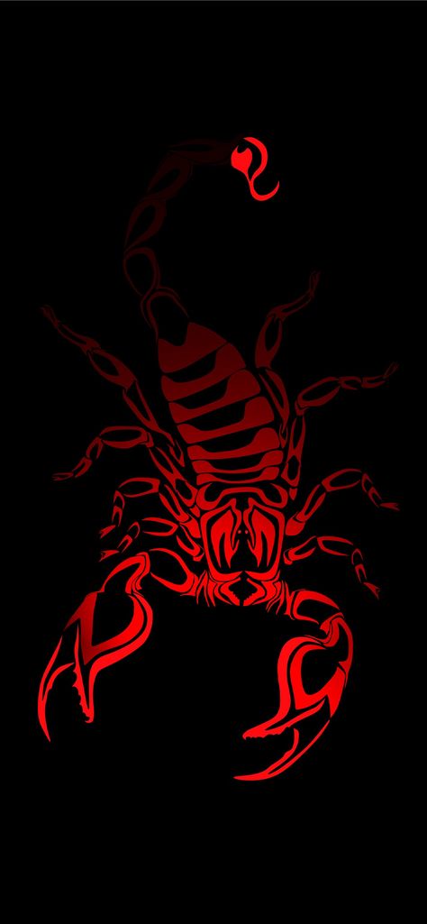 Free download the scorpion arachnids wallpaper ,beaty your iphone . #scorpion arachnids #Wallpaper #Background #iphone Black Scorpion Wallpaper, Scorpion Wallpaper, Scorpion Image, Scorpio Images, Red Scorpion, Scorpio Art, Dragon Artwork Fantasy, Iphone Wallpaper Video, Skull Wallpaper