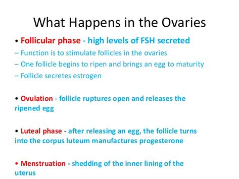 Ovarian cycle Ovarian Cycle Notes, Four Stages Of Menstrual Cycle, Ovarian Cycle, Stages Of Your Cycle, Menstrual Cycle Phases Explained, Cycle Phases Explained, Cycle Phases, Menstrual Cycle Phases, Nursing Inspiration