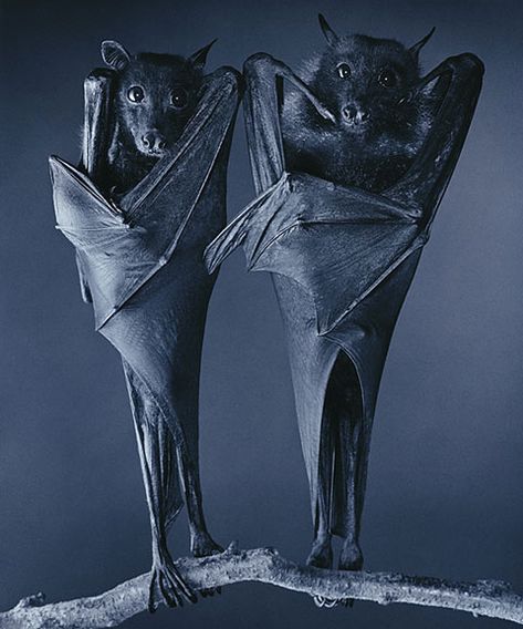 Tim Flach takes some pretty cool images of animals including this one of a couple of bats Fruit Bat, Baby Bats, Creatures Of The Night, Beltane, Arte Inspo, Animals Images, Animal Planet, Beautiful Creatures, A Tree