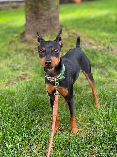 Mini Pinscher, min pin, dog, puppy Minature Pincher, Miniature Doberman Pinscher, Miniature Doberman, Mini Doberman, Miniature Pincher, Miniature Pinscher Dog, German Pinscher, Dog And Puppies, Mini Pinscher