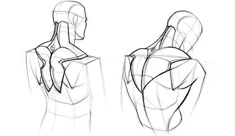 Trapezius Reference, Constructive Anatomy Drawing, Back Muscle Drawing Reference, Trapezius Drawing Reference, Trapezius Drawing, Back Study Drawing, Sholder References Drawing, Hunched Back Reference, Back Muscle Drawing