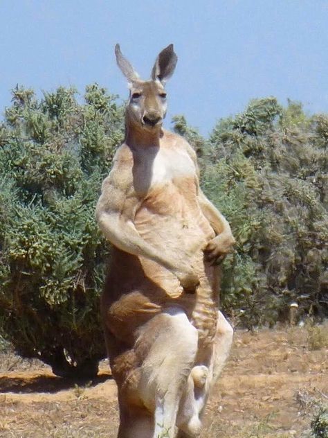 A large male kangaroo doing his best Sylvester Stallone impression. Kangaroo Photography, Male Kangaroo, Dancing Kangaroo, Kangaroo Photo, Kangaroo Jumps, Red Kangaroo, Job 1, Australia Animals, Cat Stands