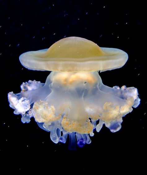 Dubididada Cute Deep Sea Creatures, Deep Water Animals, Jellyfish Profile Picture, Beautiful Sea Animals, Pretty Sea Animals, Pretty Sea Creatures, Aesthetic Sea Creatures, Jellyfish Moodboard, Jellyfish Homescreen