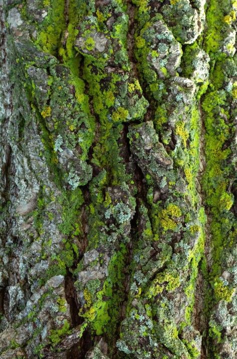 Nature Texture Photography, Bark Embroidery, Moss Reference, Moss On Trees, Tree Lichen, Moss Drawing, Moss On Tree, Moss Aesthetic, Moss And Lichen