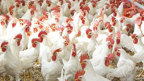 Broiler Chicken, Raising Chicks, Day Old Chicks, Dairy Alternatives, Poultry Farm, Raising Chickens, Chicken Eggs, Heavy Metal, Farmer