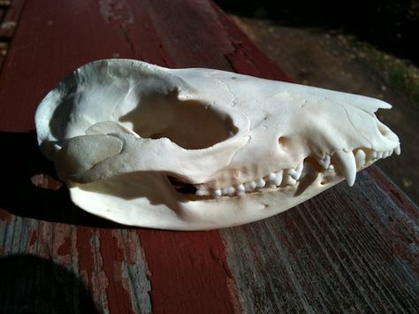 possum skull - © J. Bardon wingsofjudas.com Possum Skull Tattoo, Possum Skull, Opossum Skull, Graveyard Dirt, Miyazaki Hayao, Wet Specimen, Animal Skeletons, Animal Skull, Vulture Culture