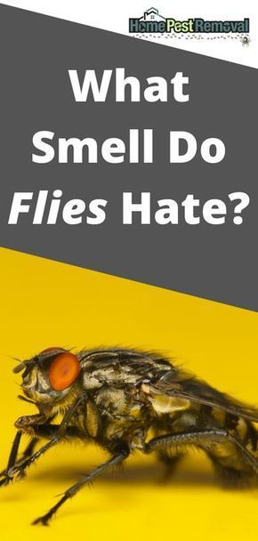 How To Get Rid Of Flys In Your House, Keeping Flies Out Of House, How To Get Rid Of Flies In Backyard, Get Rid Of Flies In House Diy, House Fly Repellent, How To Get Rid Of House Flies, Natural Fly Repellant Home, Fly Traps Homemade Diy, Get Rid Of Flies In House