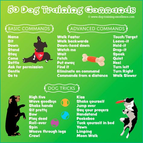 Dog Commands Training, Dog Commands, Dog Minding, Easiest Dogs To Train, Puppy House, Basic Dog Training, Dogs Training, Pack Leader, Dog Hacks