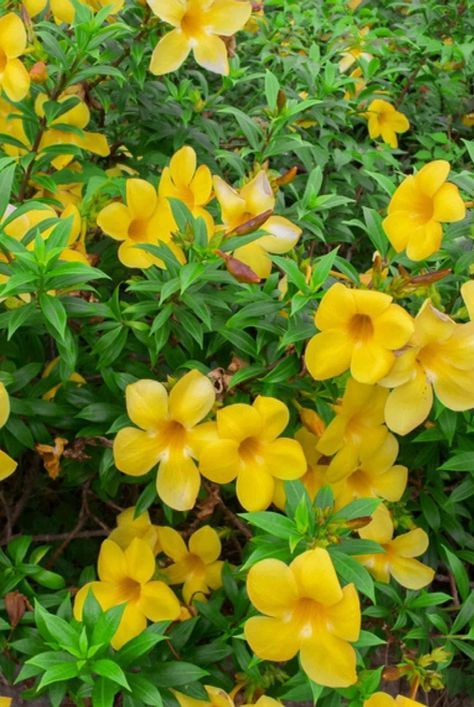 The fragrant allamanda (Allamanda cathartica) plant with its large beautiful yellow flowers can surprisingly be grown indoors. These growing tips will help. #gardeningadvice #houseplanthacks #howtogrow #indoorflowers #plantparenttips #thespruce Beautiful Yellow Flowers, Small Balcony Garden, Easy Plants To Grow, Perennial Shrubs, Growing Tips, Indoor Flowers, Gardening Advice, Easy Plants, Low Maintenance Plants