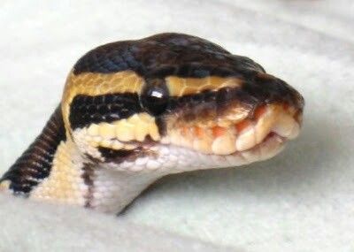 Look hooww cute its wittle face is!!!! A cute ball python DEM EYES Python Head, Cute Python, Snake Face, Baby Snakes, Python Snake, Cute Reptiles, Cute Snake, Reptile Snakes, Pet Snake