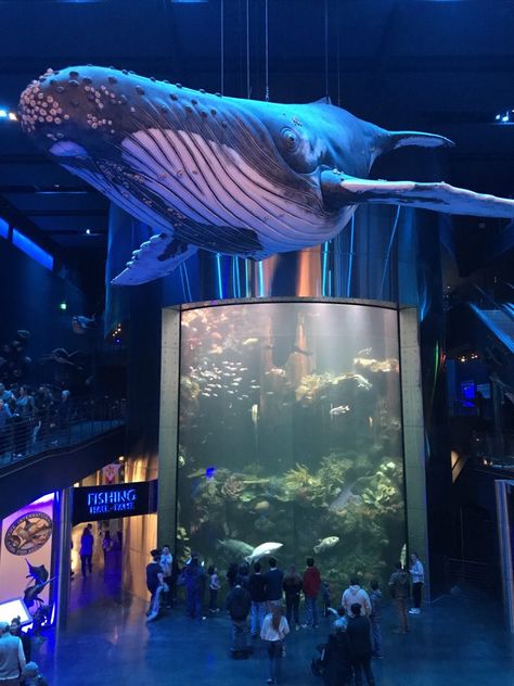 Fish Museum, Public Aquarium, Silver Dollar City, Aquarium Design, The Aquarium, Oceanography, Aquatic Animals, Marine Biology, Ocean Themes