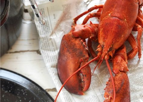 How to Cook Whole Lobster Lobster Recipes Easy, Boil Lobster Tail, Cook Lobster, Restaurant Foods, Lobster Boil, Lobster Dishes, Live Lobster, How To Cook Liver, How To Cook Corn