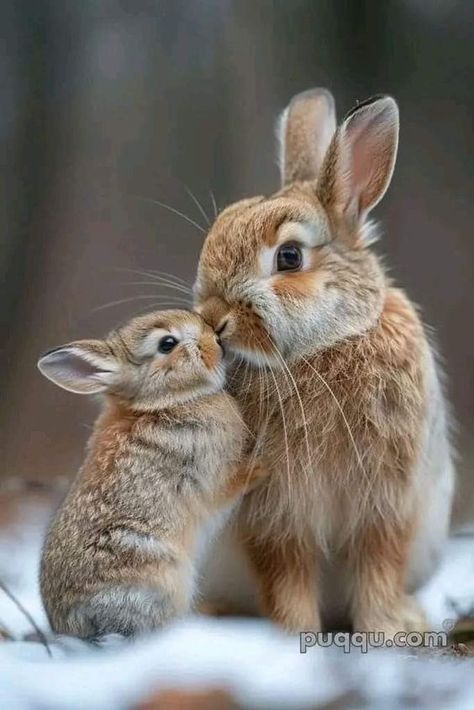 Secret Life Of Rabbits, Rabbit Pictures, Baby Animals Pictures, Bunny Pictures, Cute Wild Animals, Cute Animal Photos, Cute Animal Pictures, Secret Life, Sweet Animals