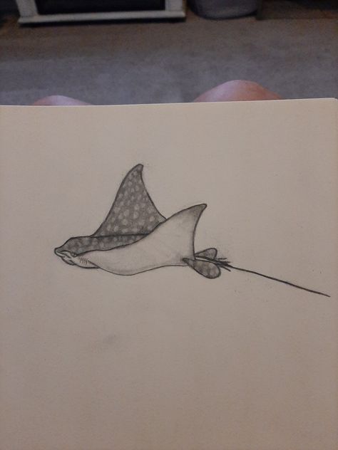 Spotted Stingray Drawing, Manta Ray Drawing Step By Step, Spotted Eagle Ray Drawing, How To Draw Underwater Scene, Sting Ray Sketch, Ocean Sketch Simple, Sting Ray Drawings, Eagle Ray Drawing, Stingray Sketch