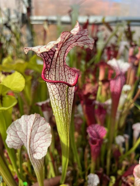 Sarracenia, or North American pitcher plants are temperate carnivores hailing from - you guessed it - North America! From short and squat to tall and monstrous, solid lime green to white with red veins, diversity among this genus is astonishing. Selective breeding continues to create ever-more complex and beautiful species, hybrids and named cultivars. They just keep. getting. better. With your purchase, you will receive one of the plant featured here. It's a mature specimen and is shipped bare root. During winter, Sarracenia are dormant and pitchers are trimmed back. Come spring, they explode back to life with new pitcher growth and represent the featured photo. Tropical Pitcher Plant, Carnivorous Plants Aesthetic, Bog Garden Carnivorous Plants, Carnivorous Plant Bog, Pitcher Plants, Sarracenia Purpurea, Red Veins, Inktober 2024, Spring Art Projects