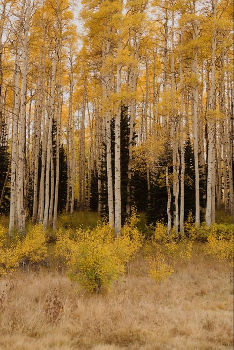 Aspen Trees Aesthetic, Aspen Tree Aesthetic, Aspen Aesthetic, Aspen Core, Modern Rustic Cabin, Perfume Ideas, Birch Trees Landscaping, Aspen Forest, New York Townhouse