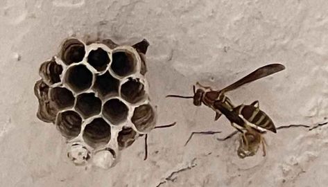 Learn the 7 steps that keep wasps from building nests. By preventing wasps from building their nests, you'll stop them from coming back to your home. Diy Fake Wasp Nest, Fake Wasp Nest, Bee Repellent, Wasp Nest Removal, Wasp Repellent, Wasp Stings, Beekeeping For Beginners, Wasp Nest, Yard Maintenance