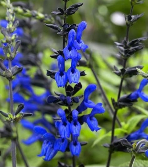 Amazon.com : Black and Blue Salvia Guaranitica - LIVE PLANT in 3 Inch Pot - Perennial Herb Attract Hummingbirds - Low Maintenance - NOT SEEDS : Patio, Lawn & Garden Black And Blue Salvia, Salvia Blue, Blue Salvia, Attract Hummingbirds, Perennial Herbs, How To Attract Hummingbirds, Hummingbirds, Large Flowers, Live Plants