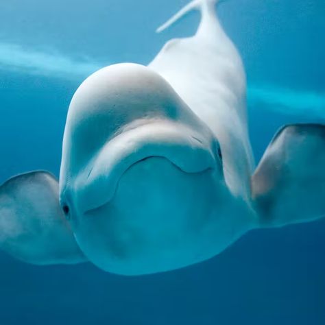 Animals | Shedd Aquarium Beluga Whale Funny, Sea Life Wallpaper, Beluga Whales, Shedd Aquarium, Sea Mammal, Cute Whales, Beluga Whale, Beautiful Sea Creatures, Aquatic Animals