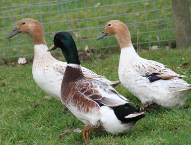 Appleyard Ducks, Ducks Pictures, Welsh Harlequin Duck, Rouen Duck, Khaki Campbell Ducks, Keeping Ducks, Duck Species, Backyard Ducks, Duck Breeds