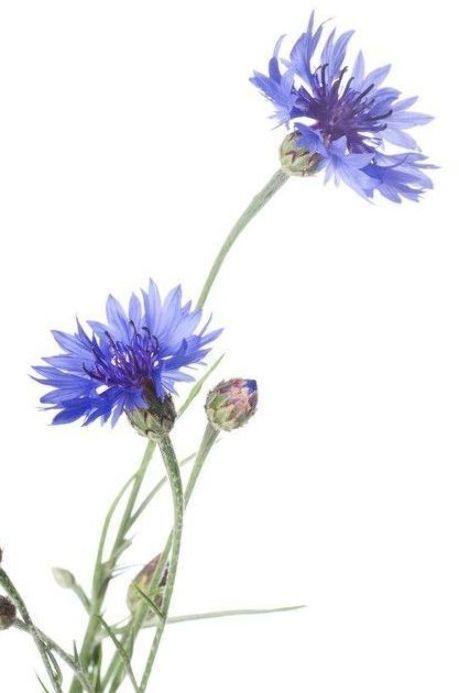 Learn Watercolor Painting, Mums Flowers, Learn Watercolor, Blue Cornflower, Leaf Images, Free Art Prints, 수채화 그림, Marquee Wedding, 3d Flowers