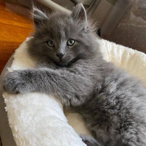 I love this feline! #cats #catsoftwitter #catstagram #nebelung #catlover #instacat #instapet #CatLovesBest Nebelung Cat, Nebelung, Cat Lounge, Product Recommendations, Cute Cats And Dogs, Cute Creatures, Pretty Cats, Crazy Cat Lady, Beautiful Cats