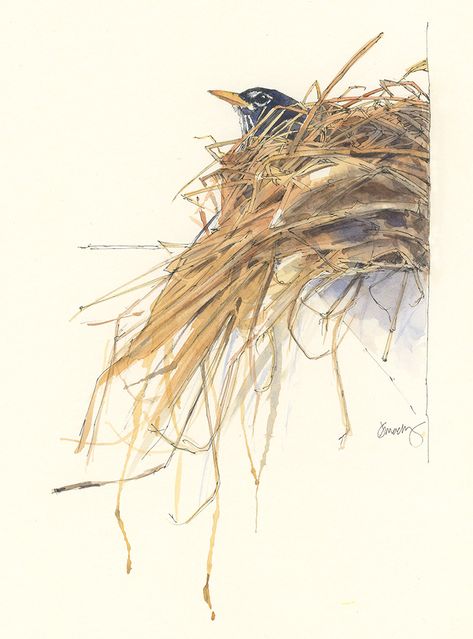 Watercolor Bird Nest Paintings, Bird Nest Art, Nest Painting, Bird Nests Art, Paintings Of Birds, Bird Nest Painting, Watercolour Birds, Birds Paintings, Nature Exploration