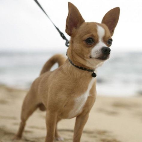 Chihuahua Mini Toy, Chihuahua Meme, Types Of Chihuahua, Chihuahua Facts, Chihuahua Breeds, Baby Chihuahua, Cute Chihuahua, Chihuahua Love, Chihuahua Puppies