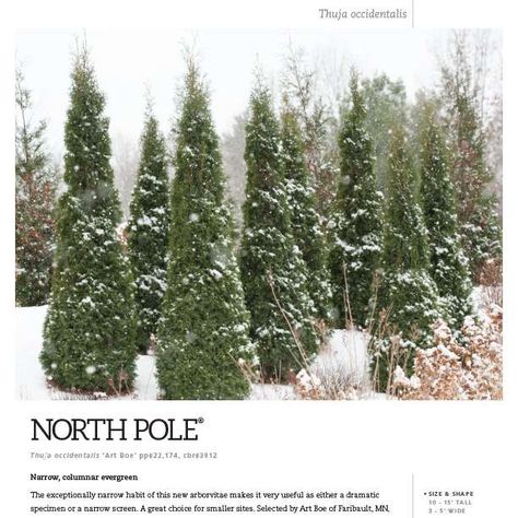 North Pole® Thuja Spec Sheet - Spring Meadow Nursery Privacy Hedge Ideas, Privacy Landscaping Ideas, Detention Pond, Arborvitae Landscaping, Herb And Vegetable Garden, Hedge Ideas, Backyard Privacy Ideas, Screening Plants, Michigan Garden