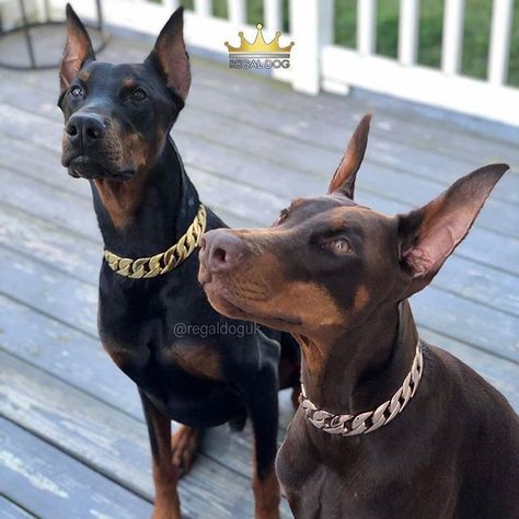 Luxury Dog Collars  .  32mm Gold & 32mm Rose Gold Chain Collar .  The finest luxury chains from the UK .  Shop Now: REGALDOG.CO.UK .  @REGALDOGUK .  @caesar.and.xena . #doberman #dobermanpinscher #dog #dogs #dogsofinsta  #alldoberman #lovemydog #dogsofinstagram #love #photooftheday #picoftheday #cute #beautiful #dobermansofinstagram #doglover #doglife #dogstagram #puppy #puppylove #puppygram #instagood #instadaily #instalike #follow #followme #instafollow #regaldoguk #collar #collars Doberman Pinscher Aesthetic, Doberman Collar, Doberman Pinscher Puppy, Amstaff Puppy, Rare Dogs, We Rate Dogs, Doberman Love, Luxury Dog Collars, Doberman Pinscher Dog