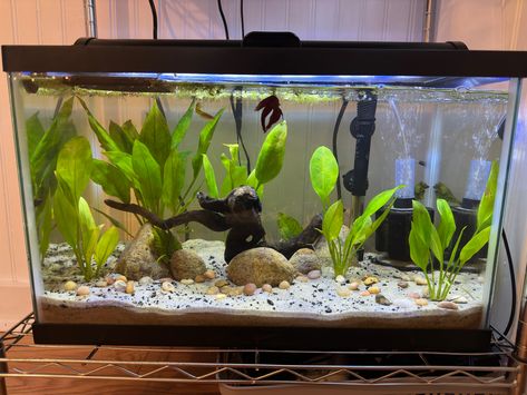 Betta Fish Tank 10 Gallon, Fish Tank 10 Gallon, Planted Betta Tank, Betta Tank, Betta Fish Tank, Aquascaping, Betta Fish, Fish Tank, Fish