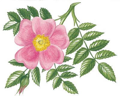 damask pink rose - Google Search Iowa State Flower Tattoo, Wild Rose Drawing, Wild Prairie Rose, State Flowers, Prairie Rose, Pink Dogwood, Rose Drawing, Roses Drawing, Rose Pictures