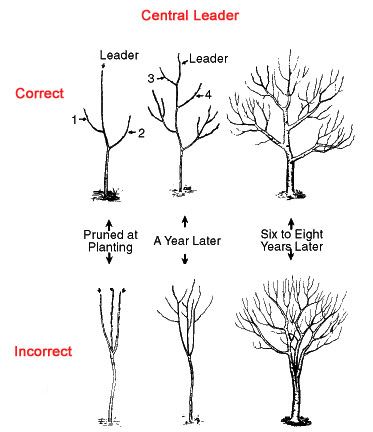 Prune Fruit, Fruit Growing, Meyer Lemon Tree, Pruning Fruit Trees, Growing Fruit Trees, Tree Pruning, Plum Tree, Peach Trees, Tree Care