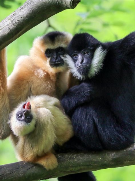 This is the northern yellow-cheeked crested gibbon (Nomascus annamensis)! Also called northern buff-cheeked gibbons. Endemic to Cambodia, Lao PDR, and Vietnam. They live in monogamous family groups of parents and offspring. Mostly frugivorous, they supplement their diets with leaves, young shoots, and flowers, and occasionally squirrels and lizards. Threatened by habitat loss, habitat degradation, hunting, and the pet trade. They are Endangered. Gibbons Monkey, Gibbon Monkey, Broadleaf Evergreen, Monkey Pictures, Tropical Animals, Interesting Animals, Fascinating Facts, Rare Breed, Tropical Rainforest