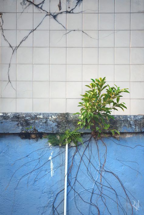 Nature And City Photography, Nature In City Aesthetic, Nature And City Art, Plants Growing Through Concrete, Nature In City, Concrete Photography, Creative Mask, Nature In The City, Stone Tattoo