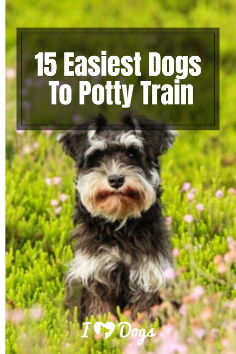 15 Easiest Dogs To Potty Train Police Canine, Easiest Dogs To Train, Crate Training, Police Dogs, Dog Parents, Potty Training, Therapy Dogs, Doberman Pinscher, Mountain Dogs