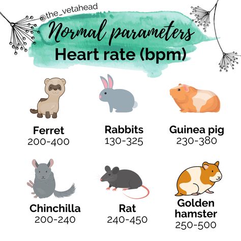 Knowing normal heart rates is essential for a complete physical exam! Here's a quick guide for you with heart rate ranges for some commonly seen non-traditional pets. We didn't include birds' heart rates because they are impossible to count, since they beat so fast! However, under anesthesia with isoflurane, we have references for African grey parrots (120-780 bpm) and budgerigars (600-750 bpm). Share this post! #vetahead #rabbitmedicine #rodentmedicine #avianmedicine #ferretmedicine Vet Study, Normal Heart Rate, Vet Nursing, Vet Tech School, Vet Notes, Vet Tech Student, Vet Technician, Vet Nurse, Veterinary School