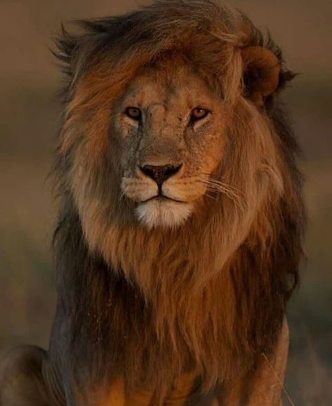 Lioness And Cubs, Panthera Leo, Lion And Lioness, Lion Love, Next Life, Wildlife Pictures, Red Baron, Cute Lion, Feral Cats