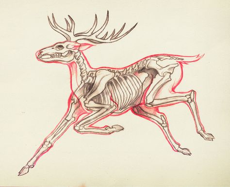 Anatomy Of A Jumping Deer | Flickr - Photo Sharing! Deer Skeleton, Animal Studies, Skeleton Anatomy, Deer Drawing, Abstracted Art, Skeleton Drawings, Animal Skeletons, Animal Anatomy, Ink Inspiration