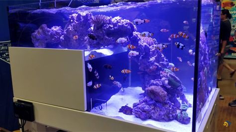 Aquatic Pets, Saltwater Aquarium Fish, Reef Tanks, Reptile Cage, Reptile Enclosure, Water Tanks, Saltwater Tank, Reef Aquarium, Reef Tank